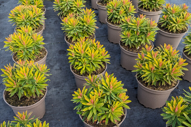 Euphorbia martinii Walberton’s® Little Treasure® (WALEULITR)