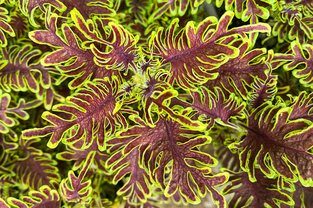 Coleus scutellarioides Skeletal (G20-057)