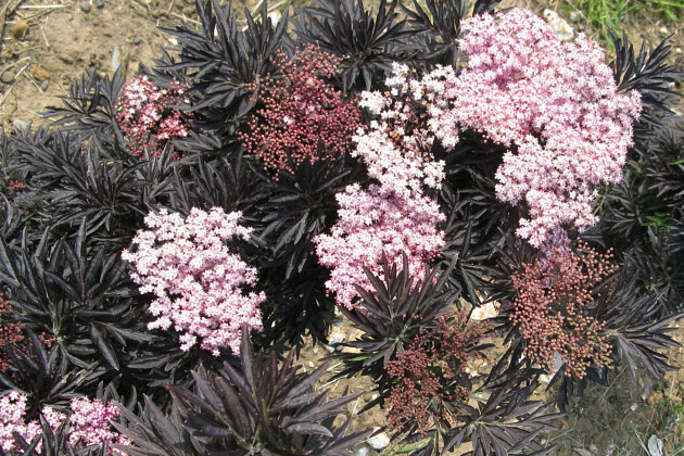 Sambucus nigra Laced Up (SNR1292)