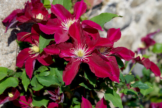 Clematis Elpis ('EviGsy154'PBR)