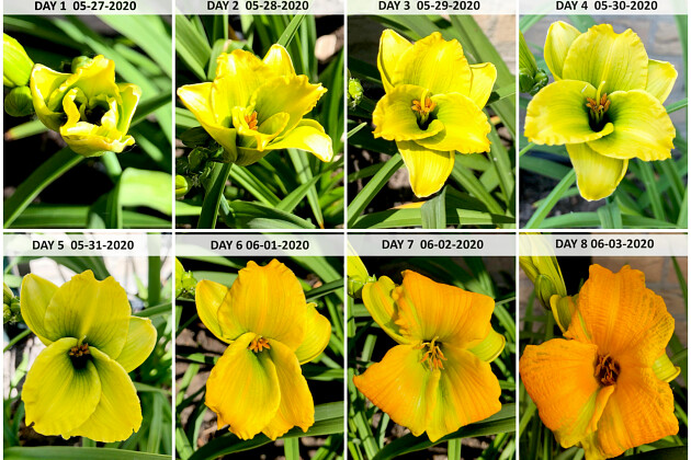 Hemerocallis See You Tomorrow® ('Huhe01'PBR)