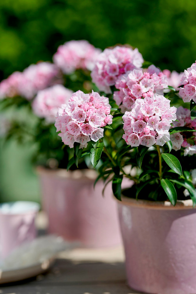 Rhododendron Red Devil®